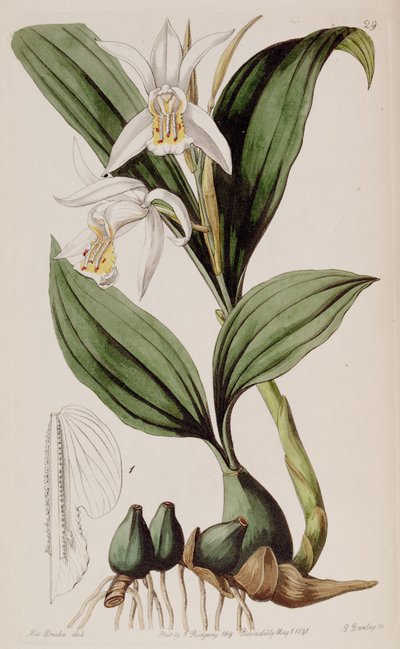 Coelogyne cumingii von Miss Drake